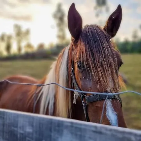 Casa Da Avo - Vale Da Silva *