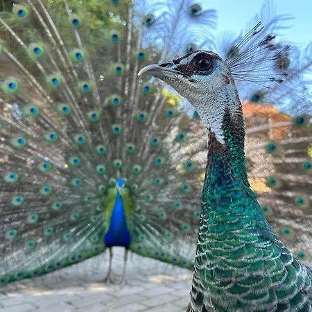 Pansiyon Casa Da Avo - Vale Da Silva *