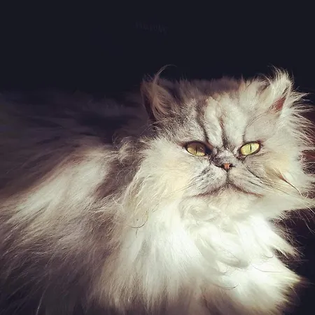 Pansiyon Casa Da Avo - Vale Da Silva Albergaria-a-Velha