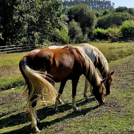 Pansiyon Casa Da Avo - Vale Da Silva