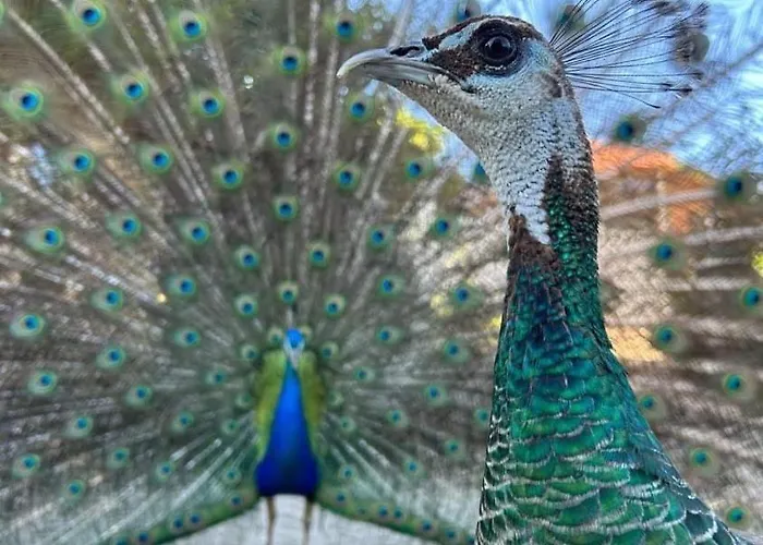 Accommodatie bij particulieren Casa Da Avo - Vale Da Silva *