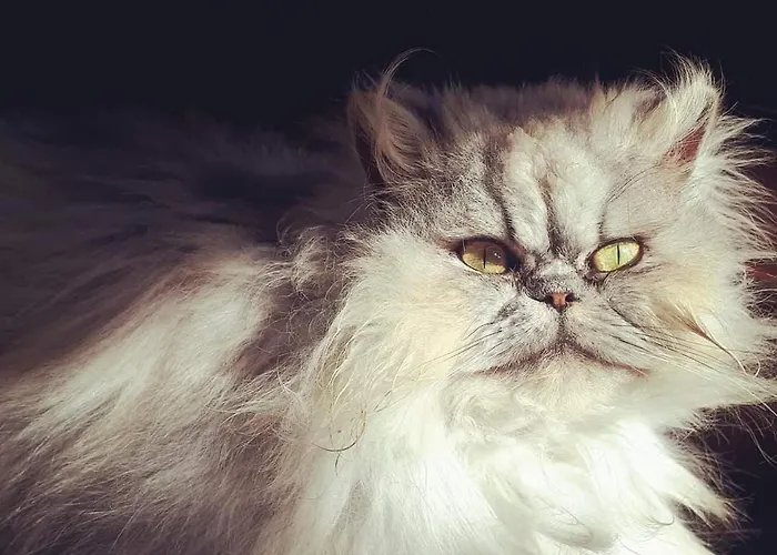 Homestay Casa Da Avo - Vale Da Silva Albergaria-a-Velha