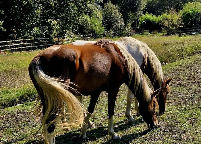 Accommodatie bij particulieren Casa Da Avo - Vale Da Silva