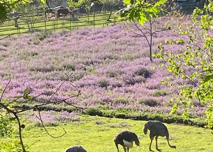 Casa Da Avo - Vale Da Silva Accommodatie bij particulieren Albergaria-a-Velha